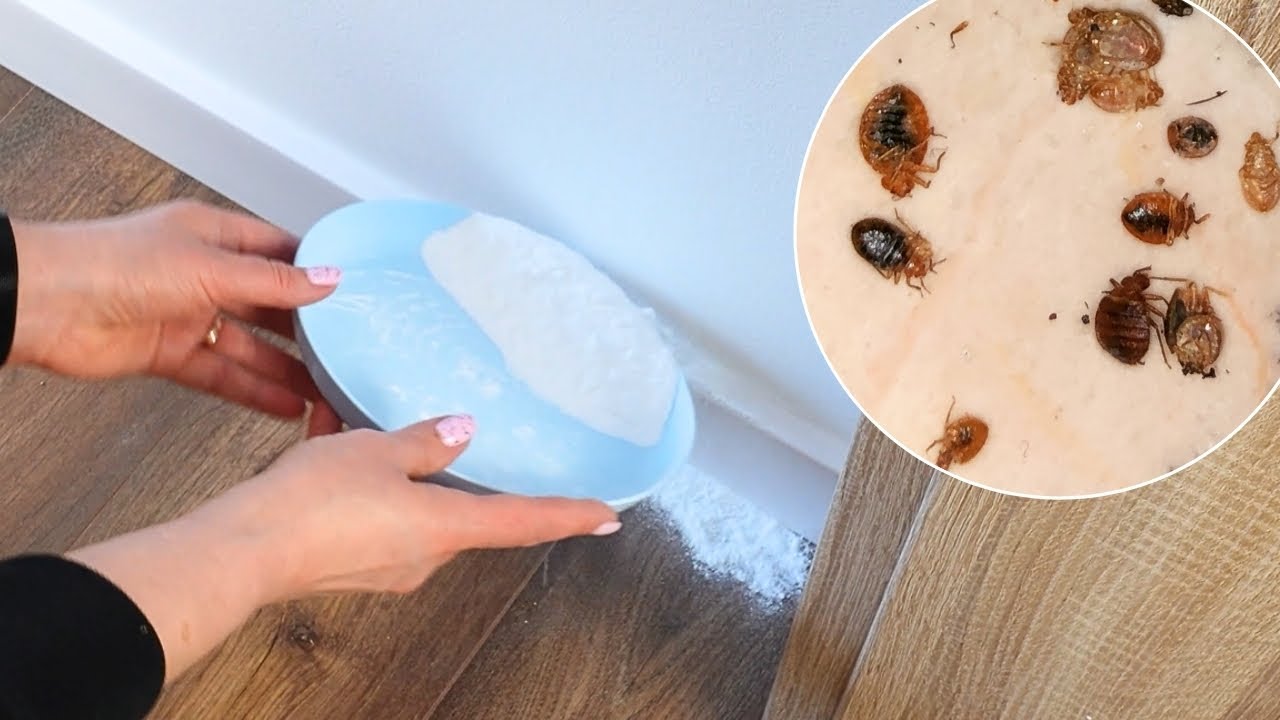 How to Get Rid of Bed Bugs at Home &ndash; The Best Natural Remedies!