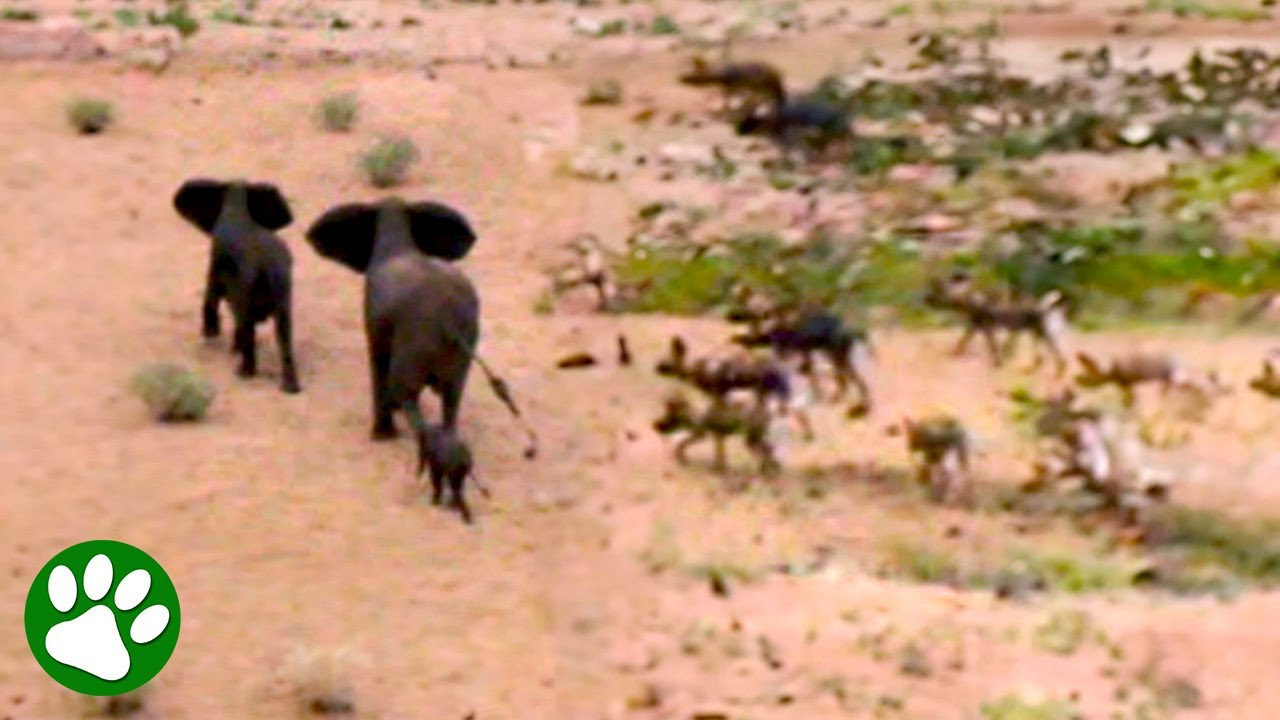 Elephant calf gets surrounded by wild dogs