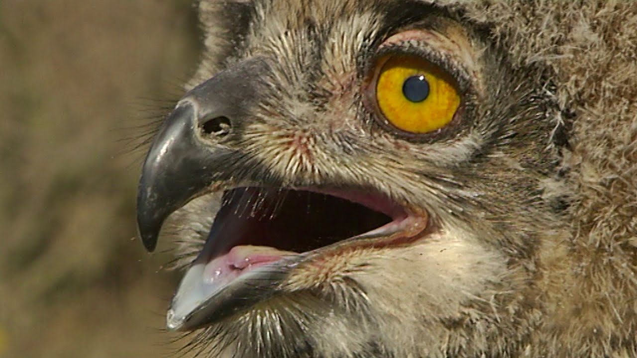 BuitenGewoon 30 mei 2020 - Natuurparels rond Winterswijk