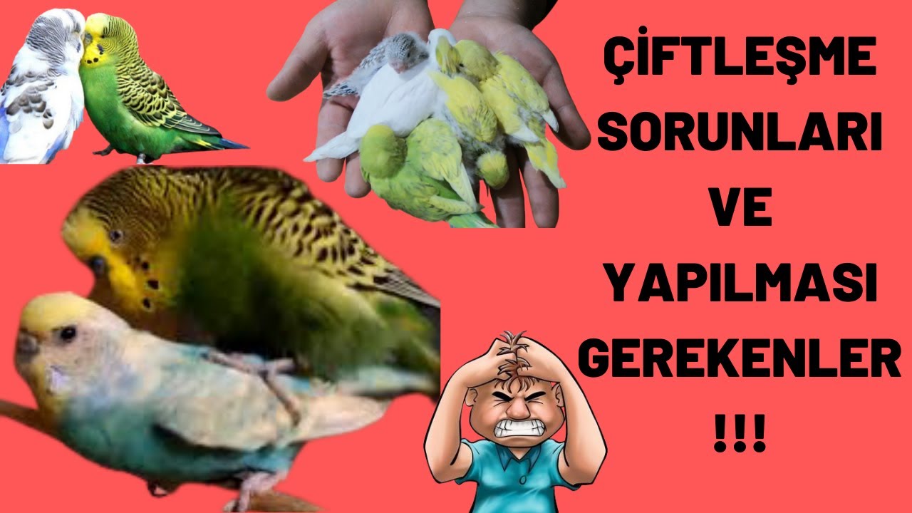 MUHABBET KUŞU ÇİFTLEŞME SORUNLARI, NASIL ÇİFTLEŞİR? DİKKAT ETMEMİZ GEREKENLER!!!