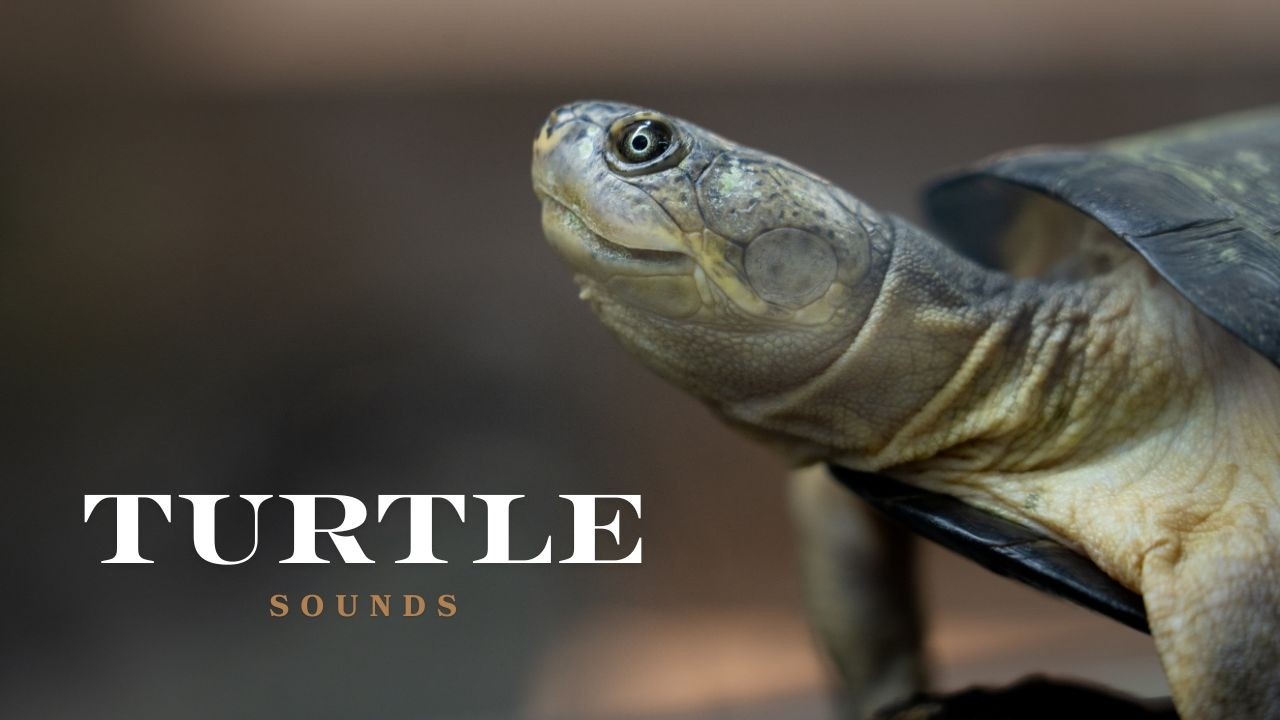 What sound does a turtle make? | Real turtle sound & funny turtle call