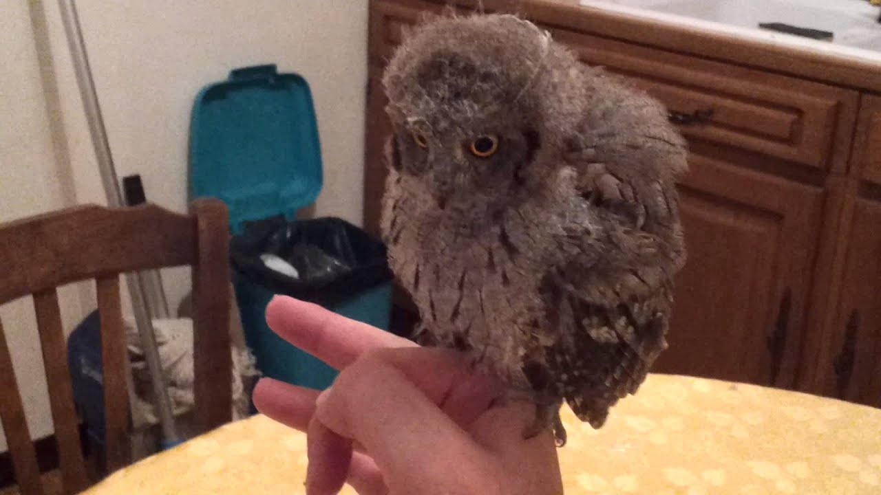 Bébé hibou petit duc mange