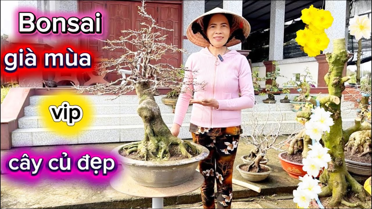 5-2-2026☎️0392.319.313 chị Ba 🌳mai chơi tết-giá mềm-bonsai đẹp. 
