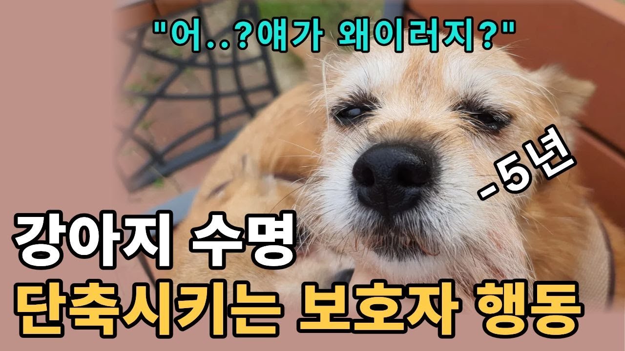 강아지 수명 13살 vs18살 차이 나는 이유 5가지, 보호자의 잘못된 행동