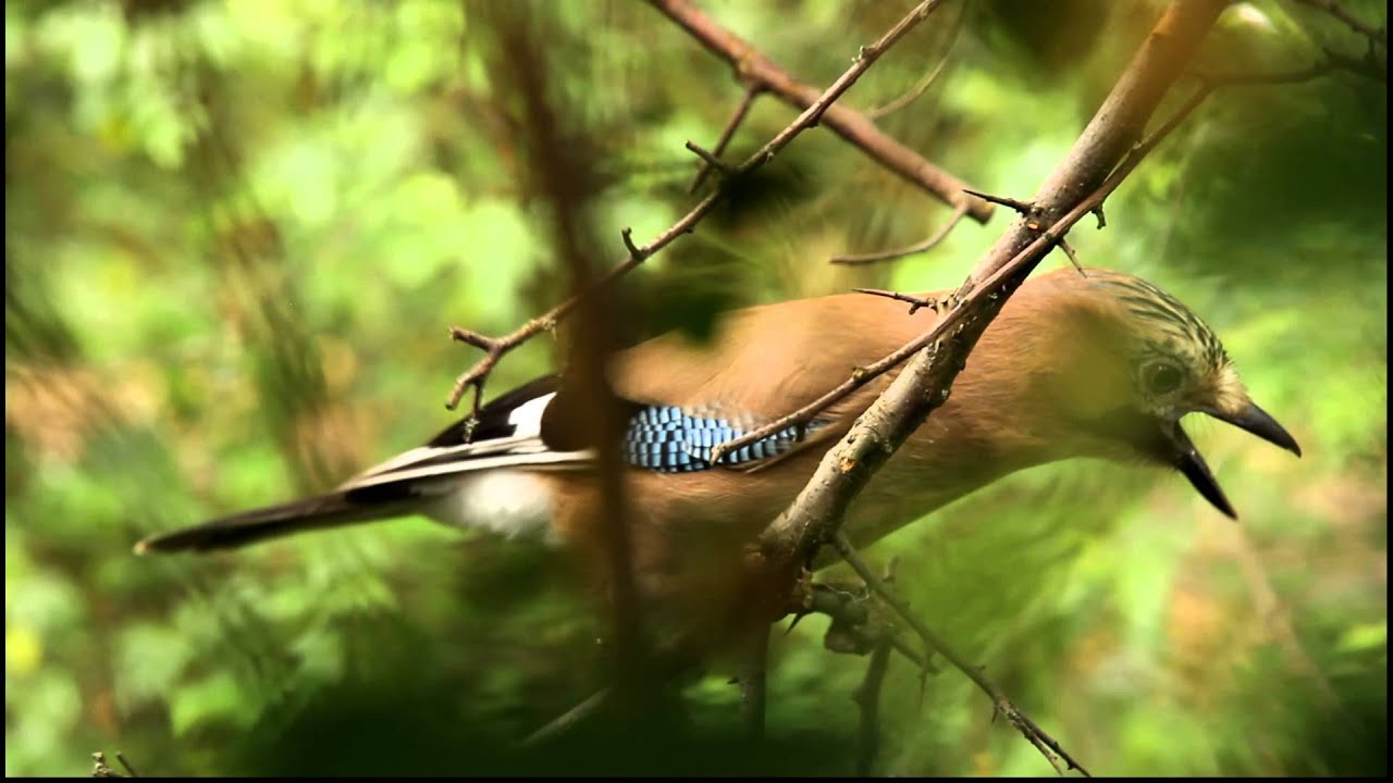 Irritated Jay Birds.