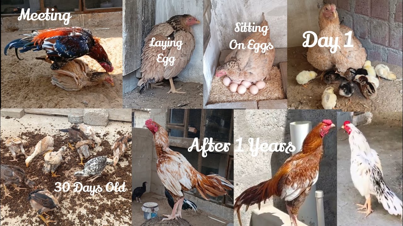 Breeding Process Of Chicken || Chicks Growing Day 1 To 1 Year Old