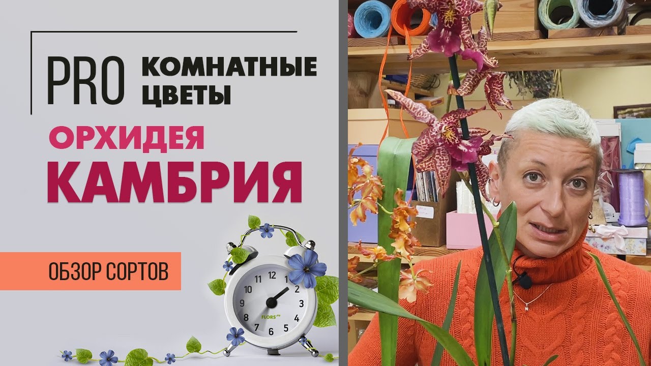 Камбрия - экзотическая орхидея | Гибрид  брассии, мильтонии и других орхидей | Как ухаживать