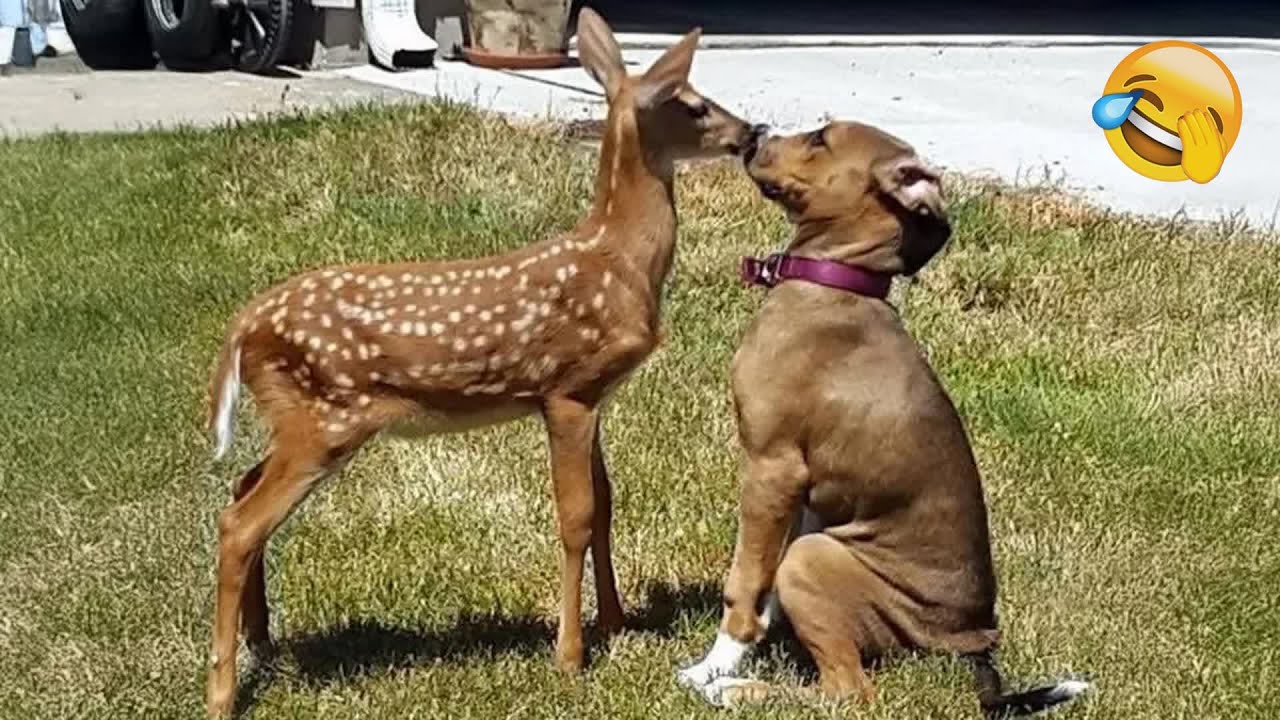 Funny animal video for a great mood! 🐈 Smile! 😺 🤨 Funniest Animals 2025
