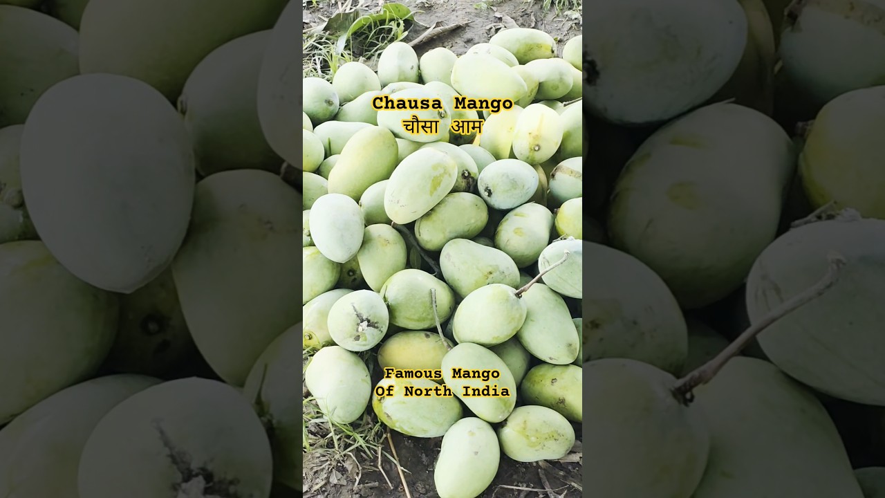 Chausa Mango | चौसा आम 🥭 #mango #shorts