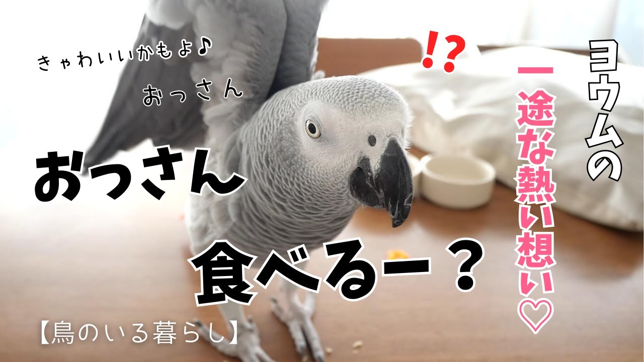 【爆笑】朝の楽しいお遊び時間♪おっさん食べたいとねだるヨウムの熱い想い【鳥のいる暮らし】