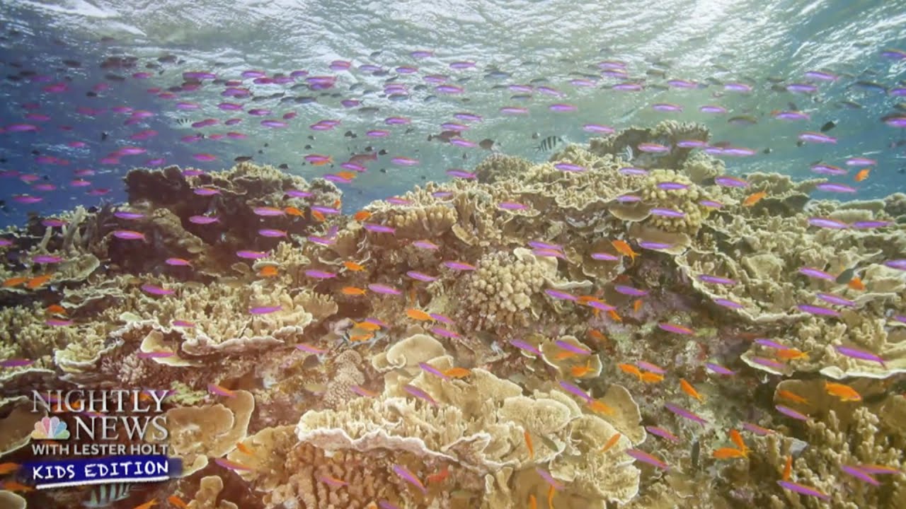 What Is An Ecosystem? | Nightly News: Kids Edition