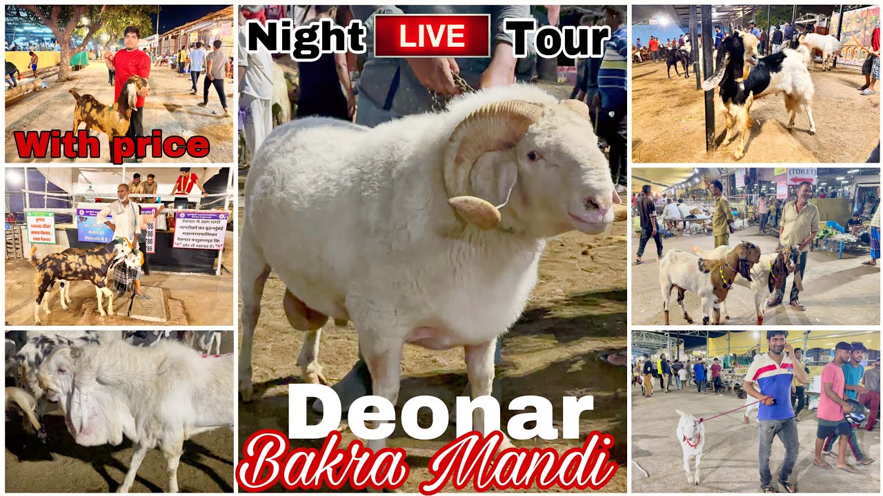 Deonar bakra mandi night tour DAY 3 2023