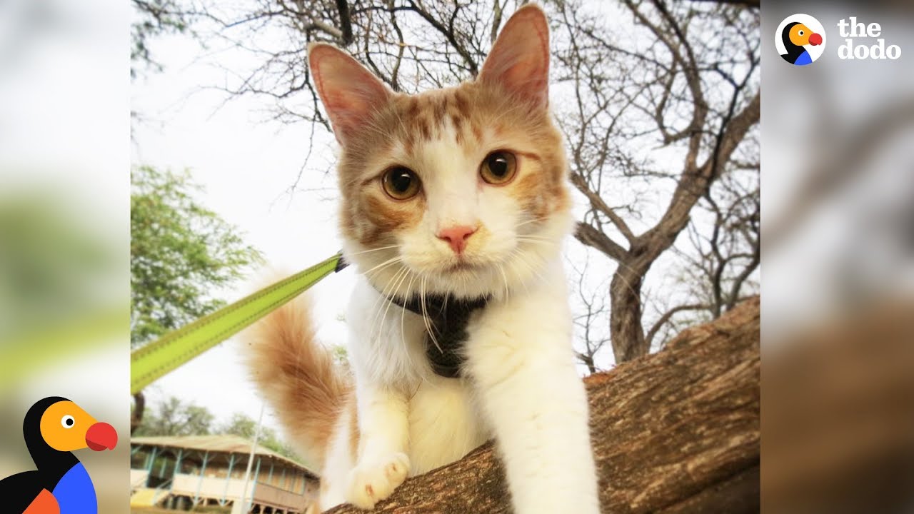 Adventure Cat Prepares For His Biggest Challenge — A Foster Kitten | The Dodo