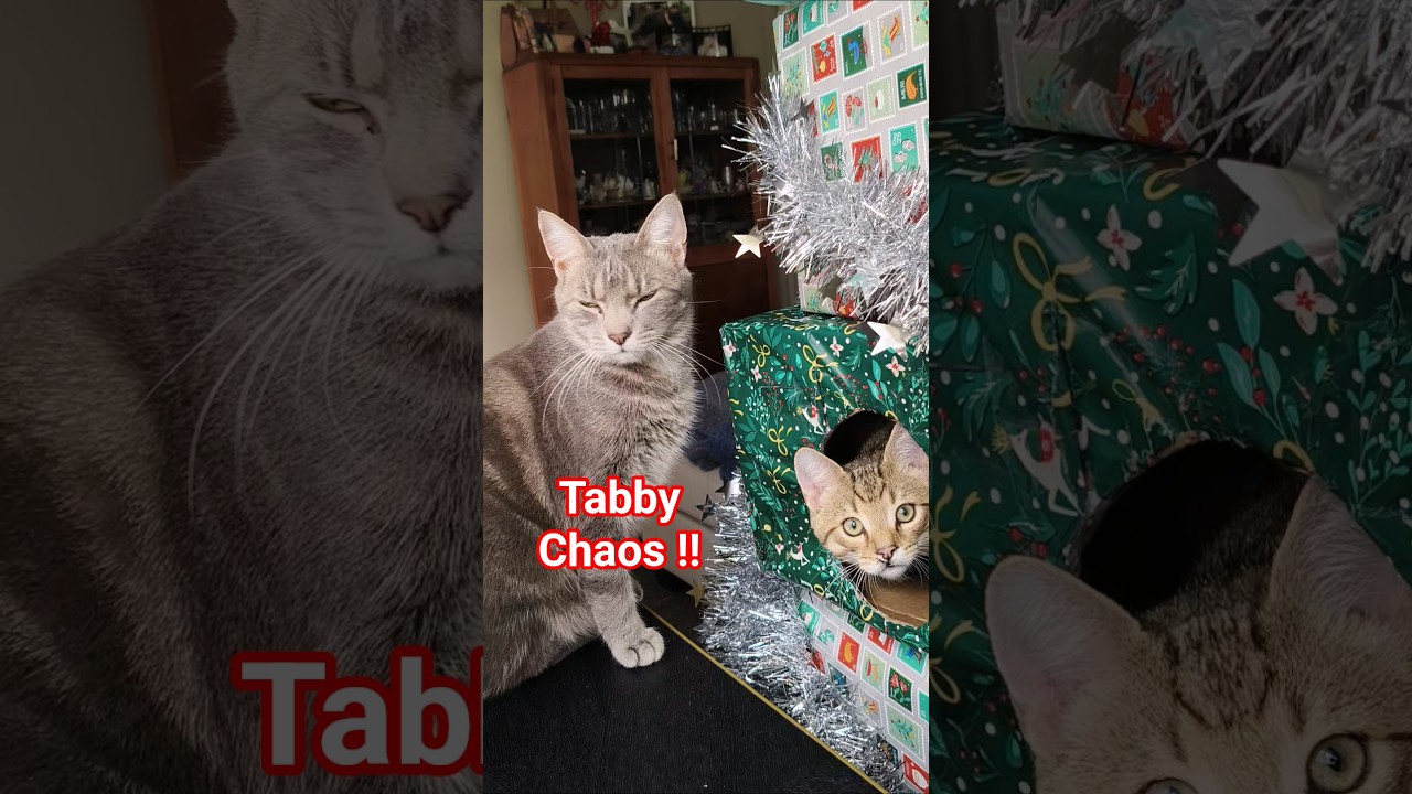 Tabby Kitten & Cat Turn DIY Christmas Tree into a New Year Playground 😻 