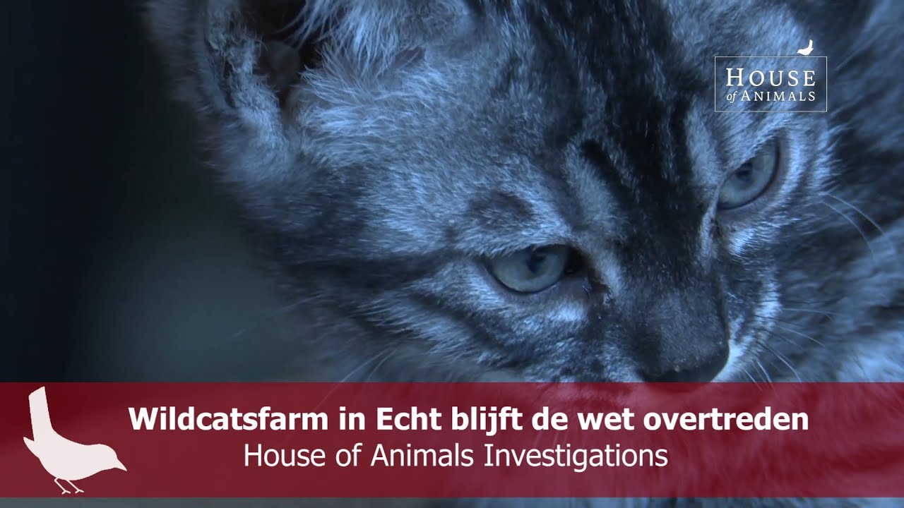 Wildcatsfarm in Echt blijft de wet overtreden - House of Animals Investigations