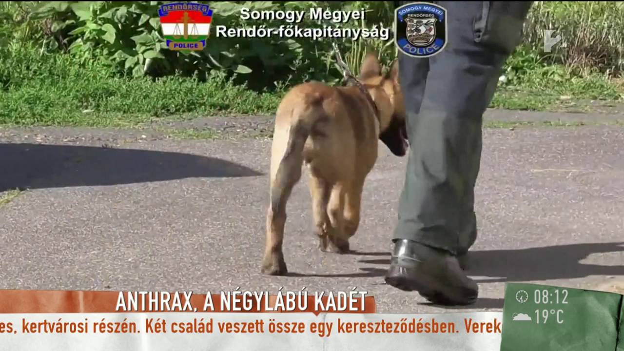 A legifjabb kadét: Anthrax, a tündéri rendőrkutya - tv2.hu/mokka