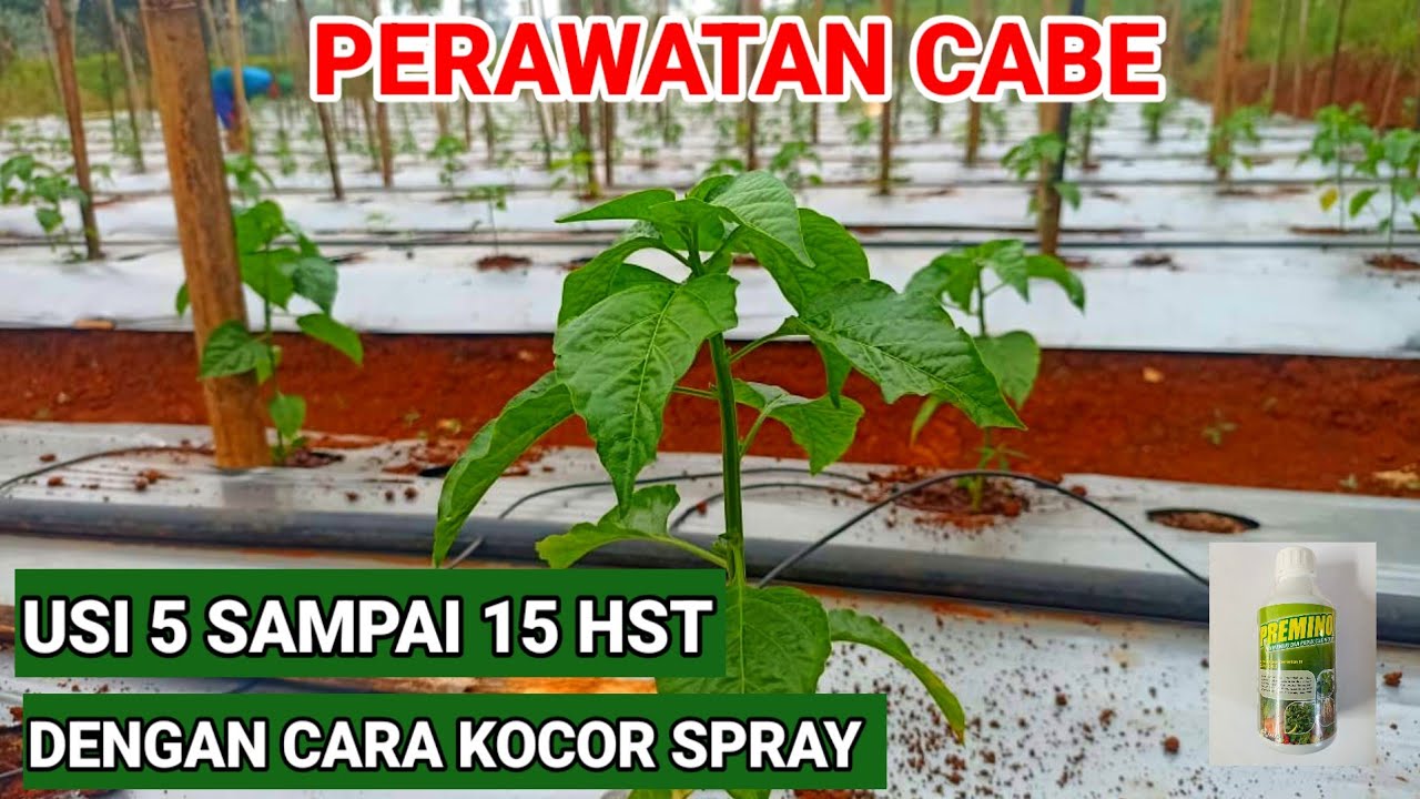 PERAWATAN CABE..!! USIA 5 /15 HST || CARA KOCOR SPRAY
