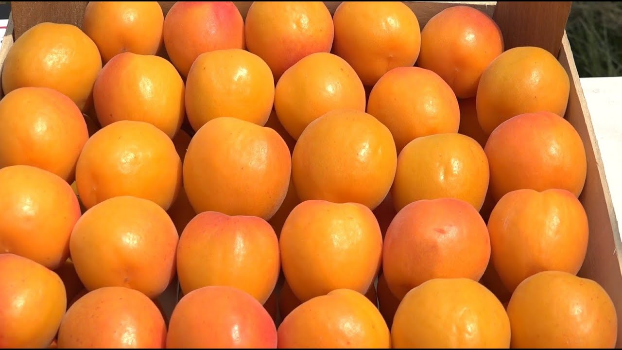 CUM CREȘTEM CAISE PENTRU EXPORT