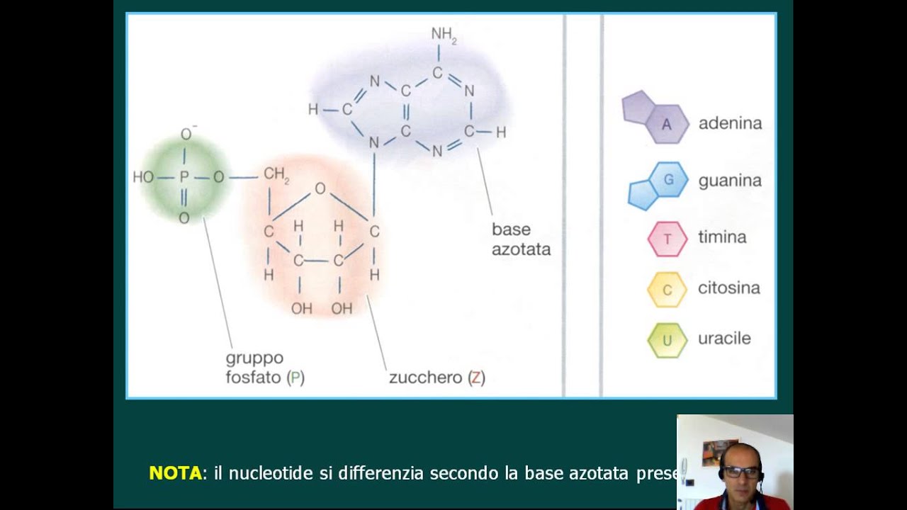 La struttura del DNA HD