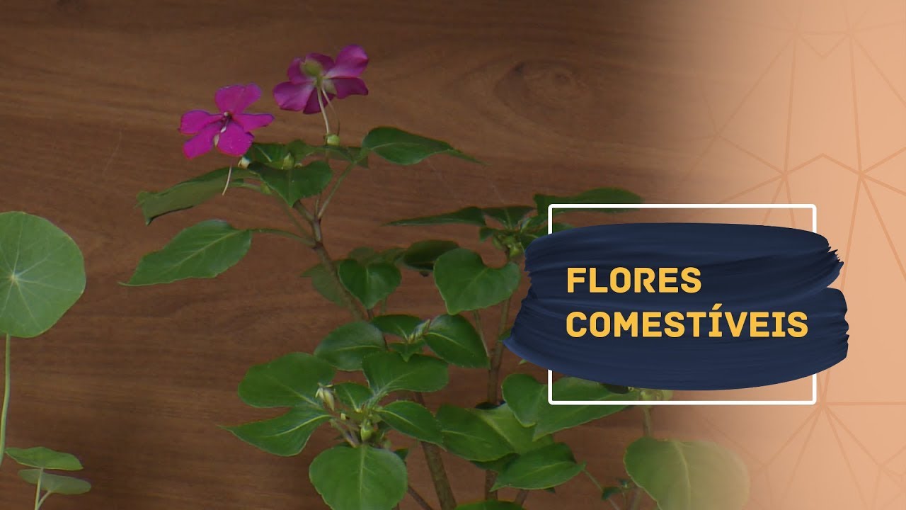 Conheça as flores comestíveis