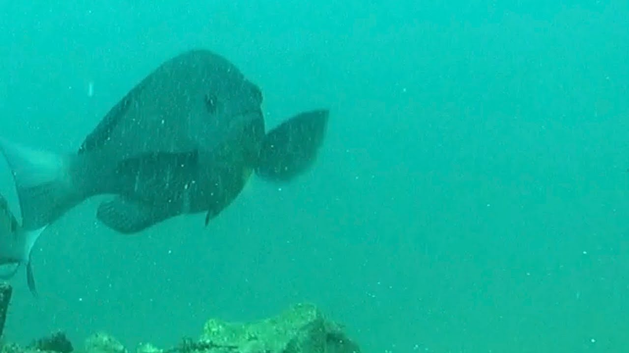 熱海港ナナハン岸壁に潜る｜2025年8月4日 無編集水中映像