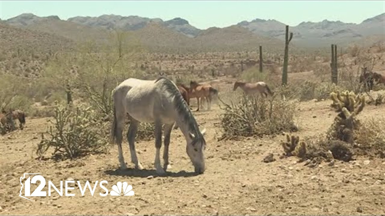 New lawsuit filed over Salt River horses