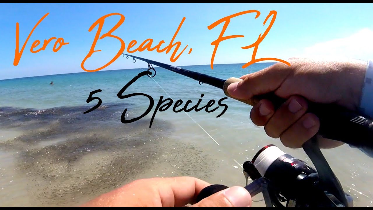 Beautiful Morning Fishing Vero Beach - 5 Species Caught on One Lure!!