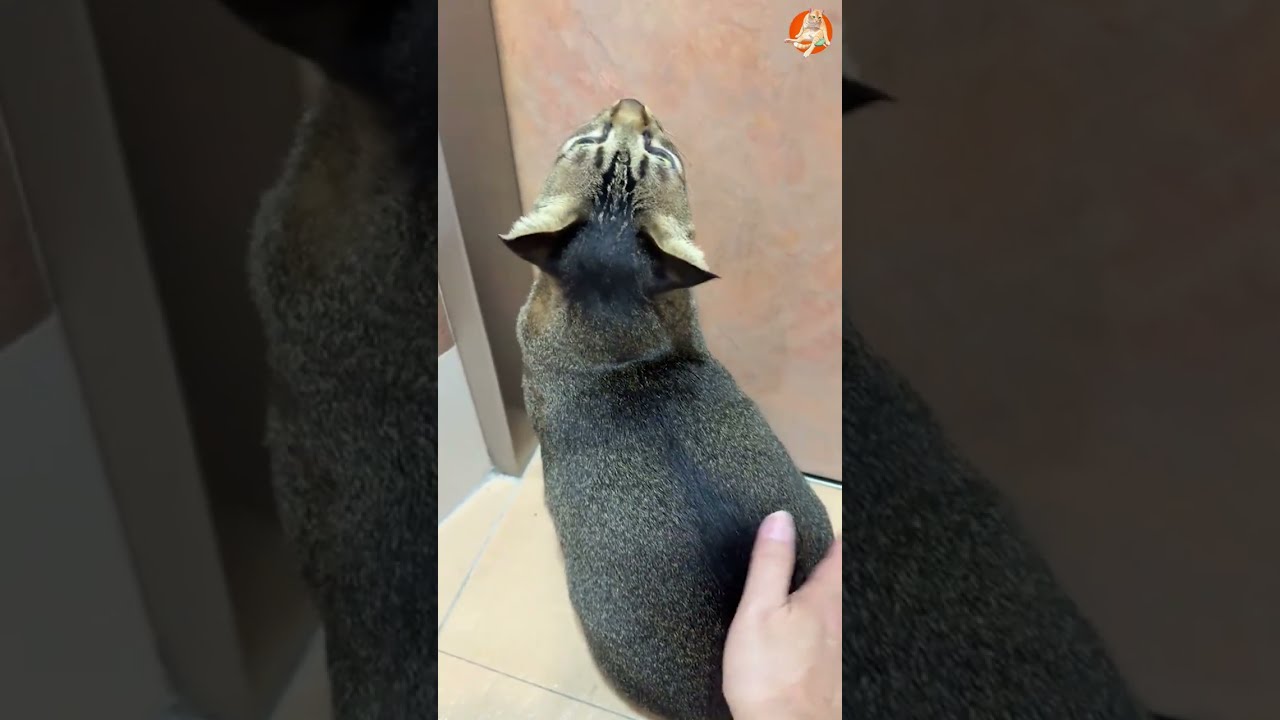 Funniest Cats Videos😼Try Not To Laugh😜Daily Serving of Internet Cats Part 12