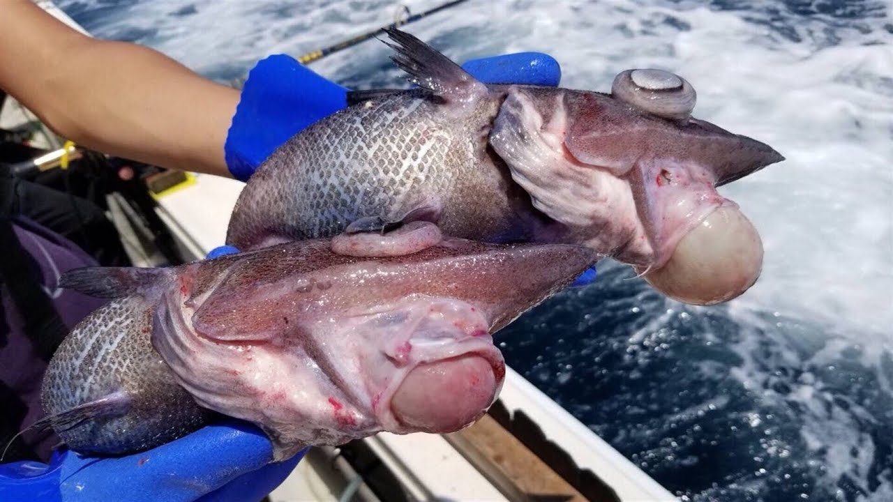 【都市伝説】ゴブリンシャークの孫？釣れたての人面深海魚の味はいかに？