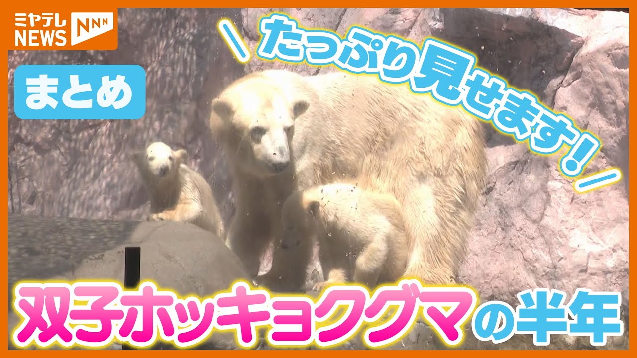【たっぷり見せます！】双子ホッキョクグマ誕生から半年　八木山動物公園