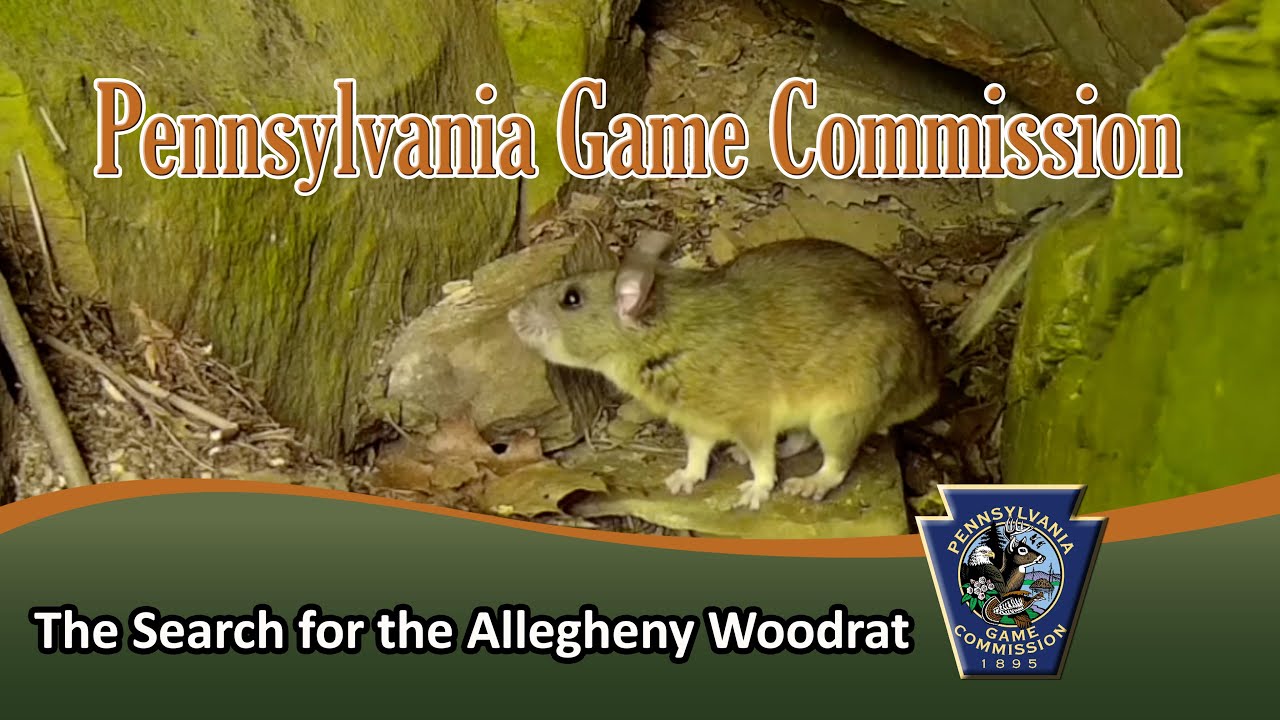 The Search for the Allegheny Woodrat