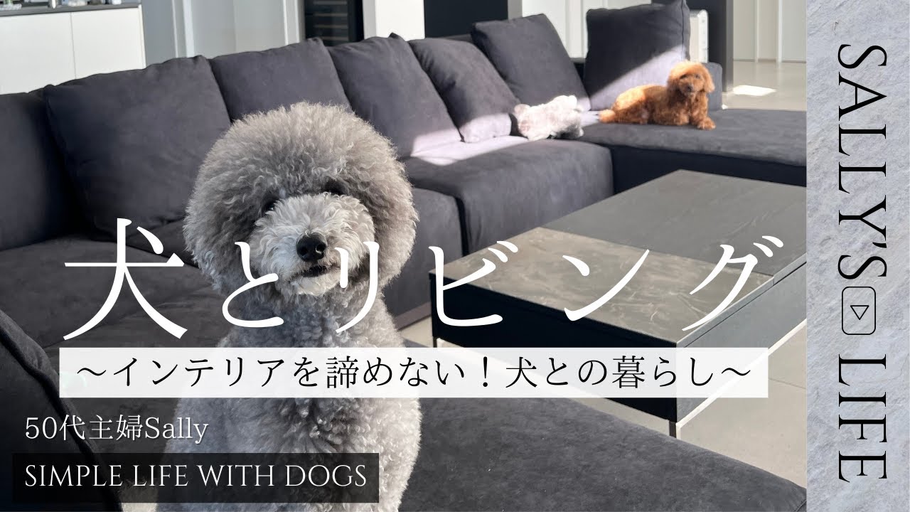 【犬とリビング】ホテルライクインテリア/犬との暮らし/インテリア/songdream/トイプードル/토이푸들 /toypoodle/心豊かな暮らし/アラフィフ