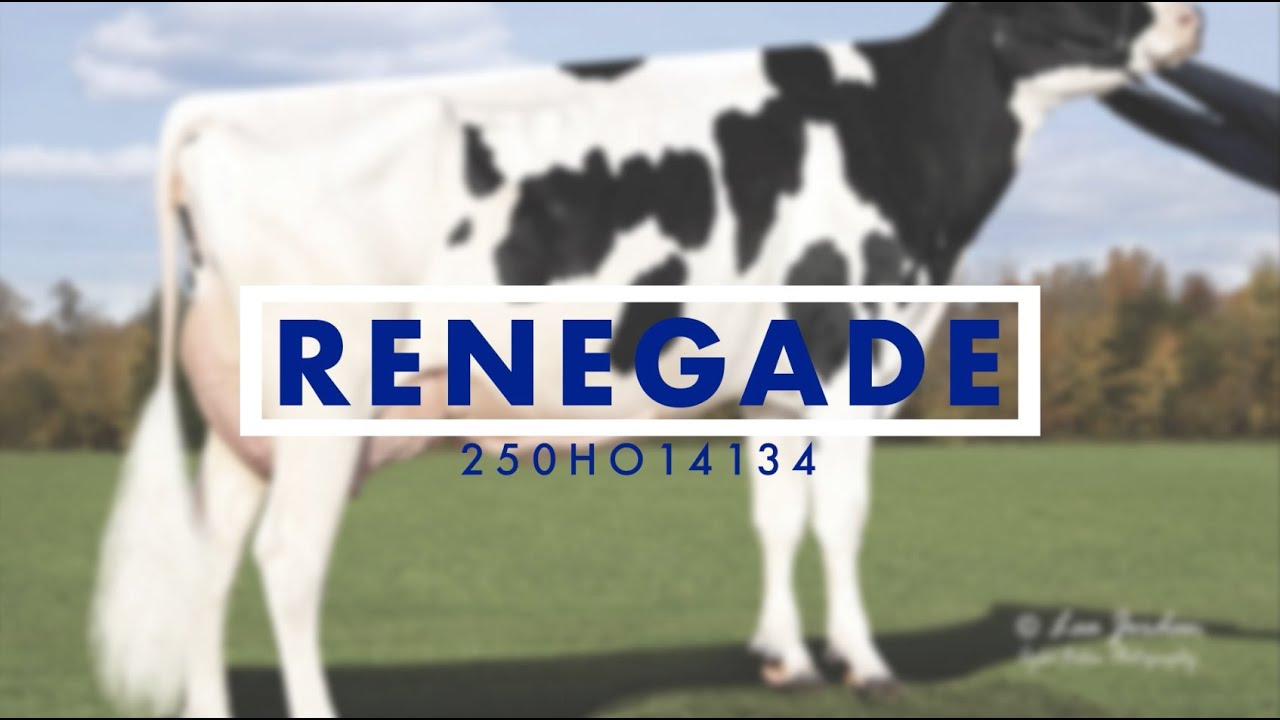 250HO14134 RENEGADE
