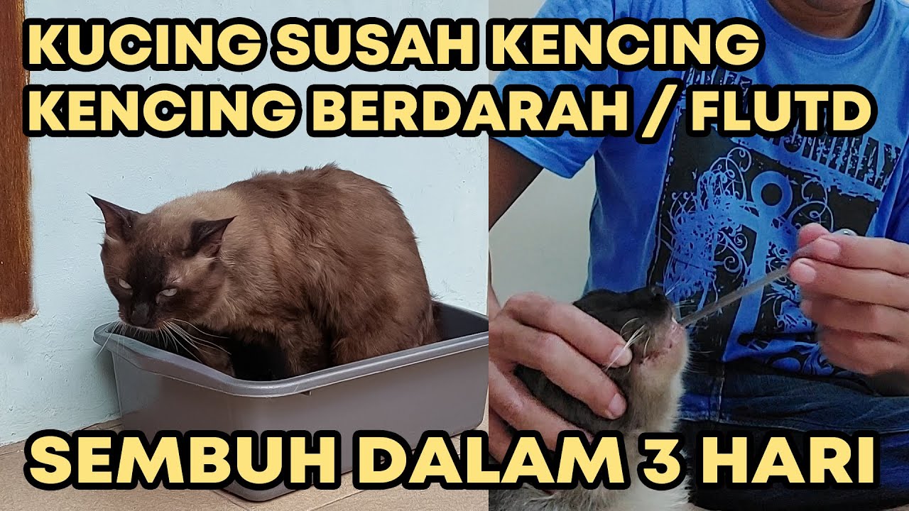 Cara Mengobati Kucing Susah Kencing / Kencing Berdarah