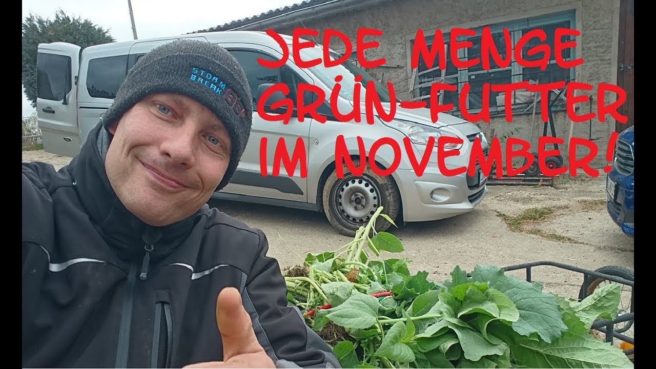 Sooo viel Grünfutter im November!