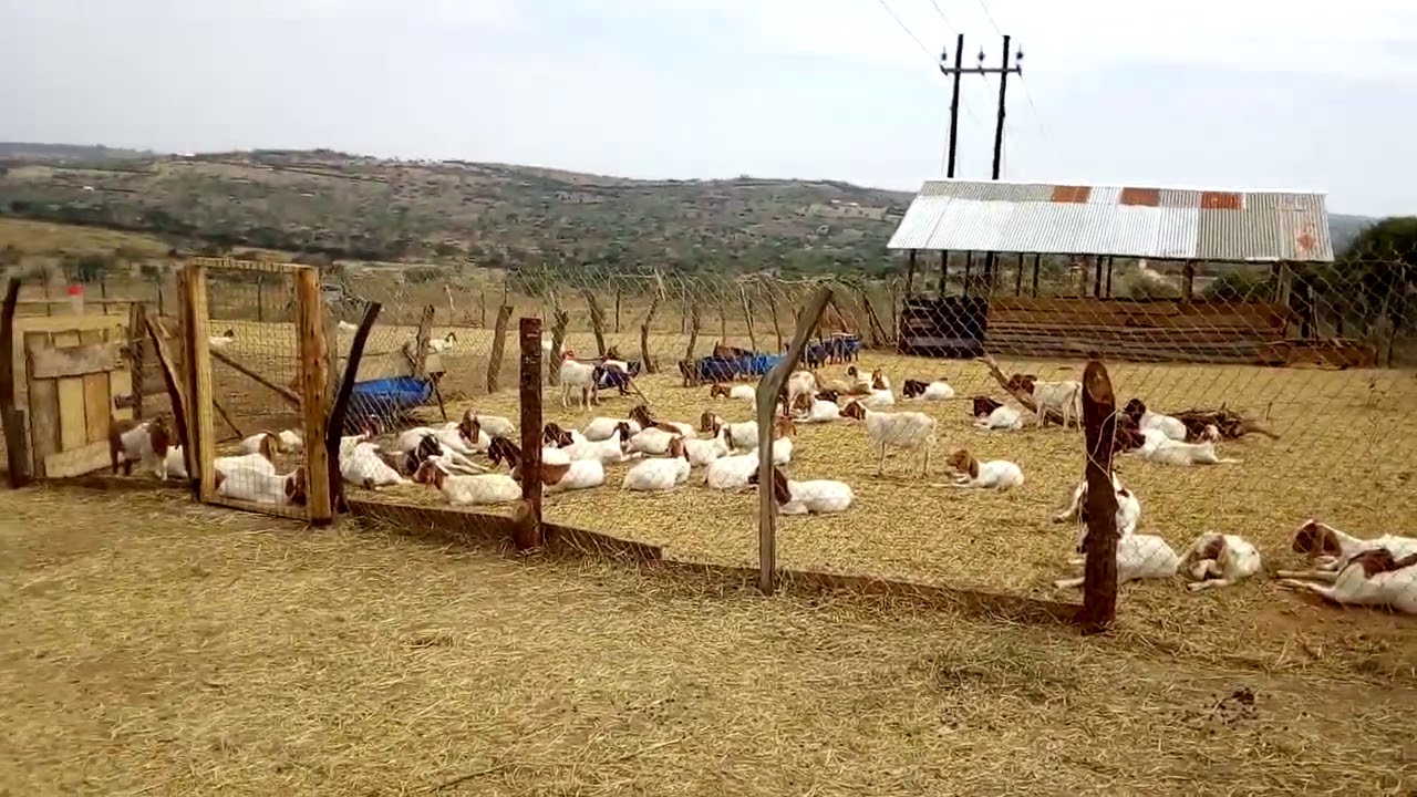 Zero grazing for goats