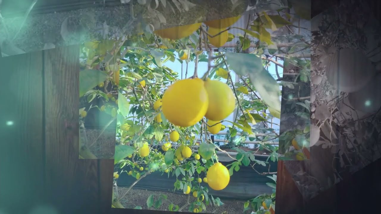 💦 Путешествие в минский лимонарий | A trip to the Minsk limonarium 💦