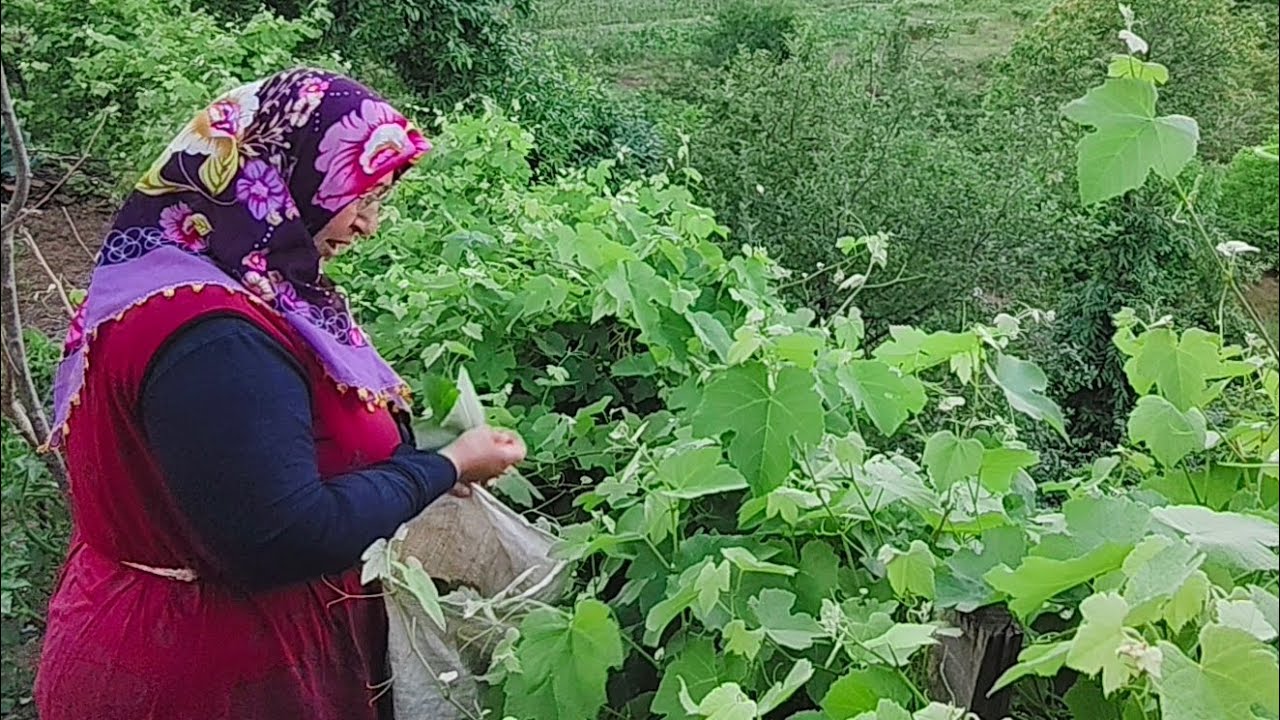 🍃❤️ Hava Ablam İçin Sarmalık Üzüm Yaprağı Topluyoruz! En Tazesi Bizde