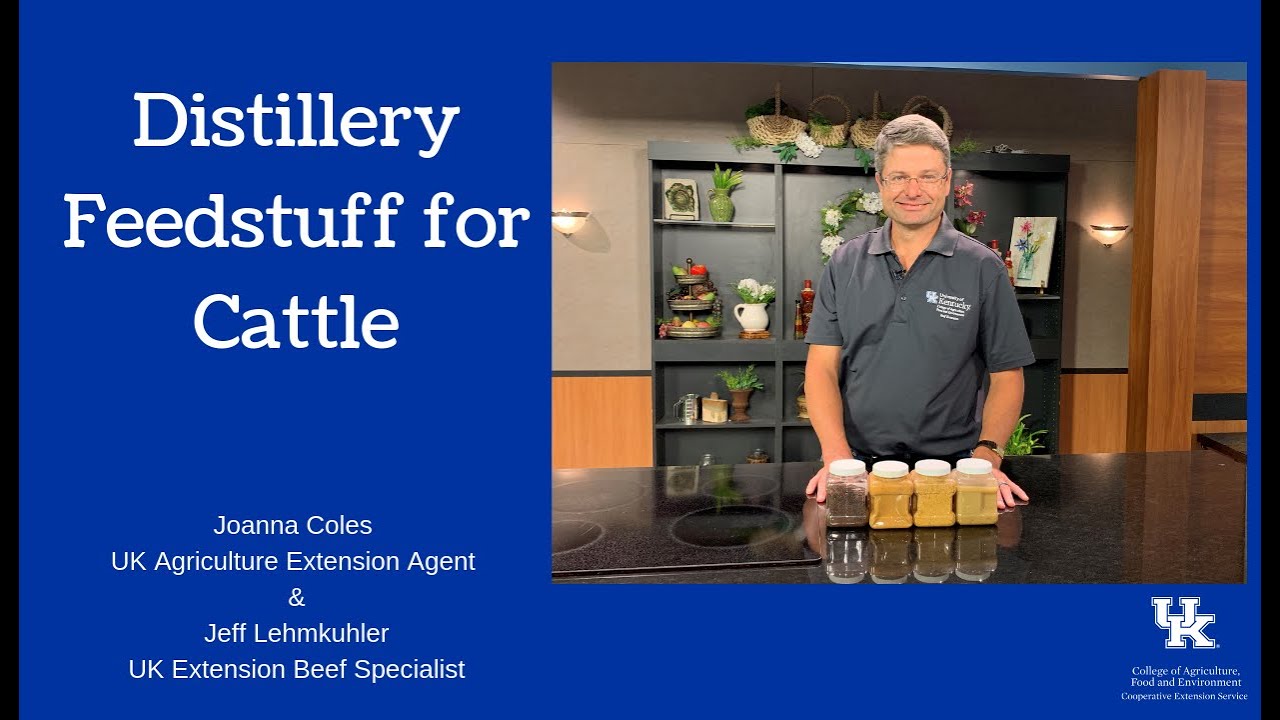 Distillery Feedstuff for Cattle