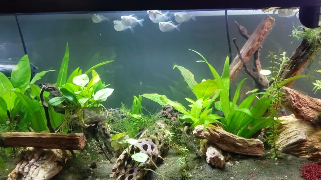 New addition: Silver Hatchetfish