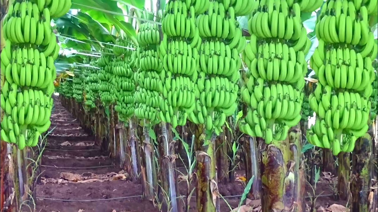 केला की वैज्ञानिक खेती | kele ki kheti | Banana farming | kela ki kheti kab aur kaise karen