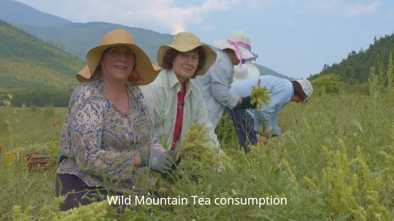 Greek Mountain Tea