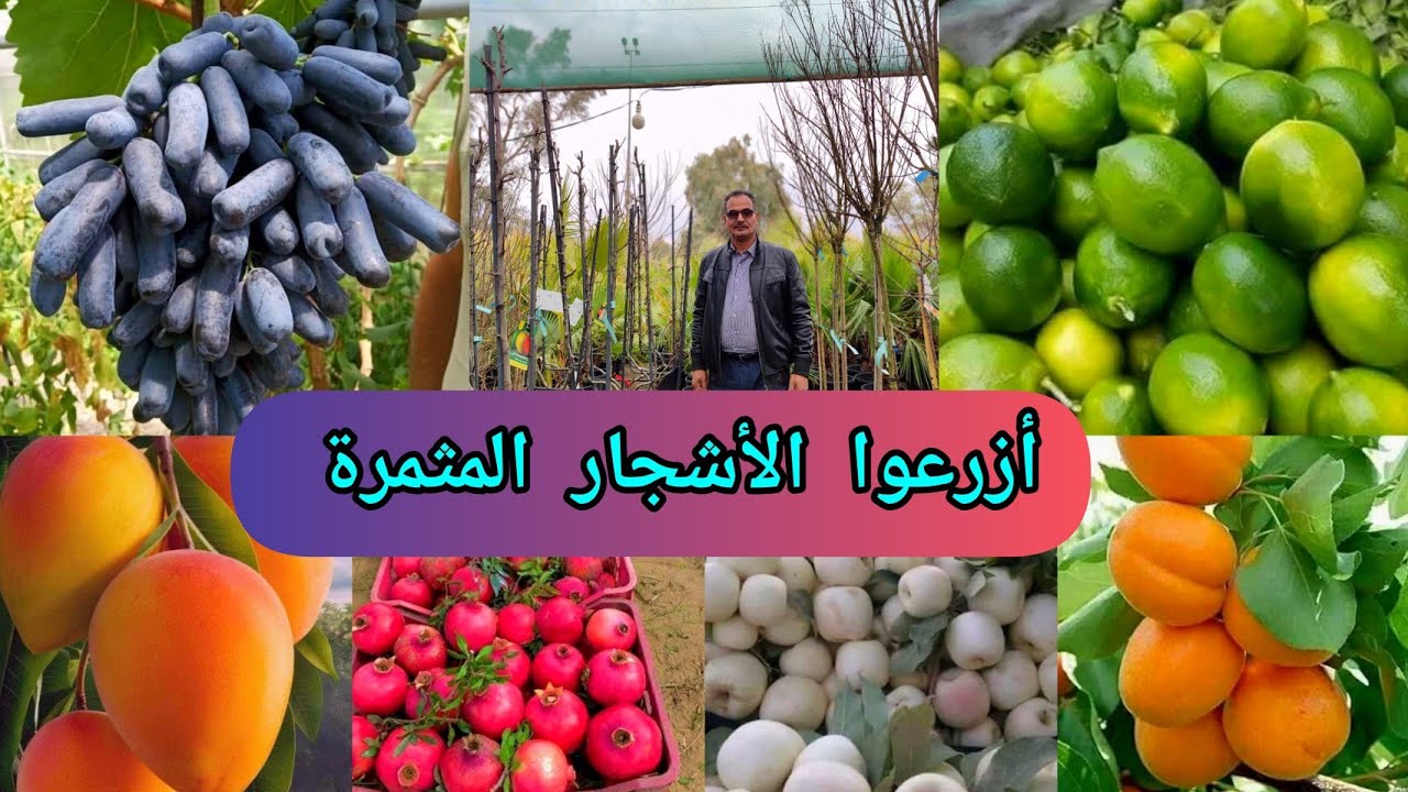 ازرعوا الأشجار المثمرة  افضل  وقت الاشهر 1-2-3 شاهدوا جولة زراعية في مشتل السلسبيل العراق 🇮🇶 بغداد