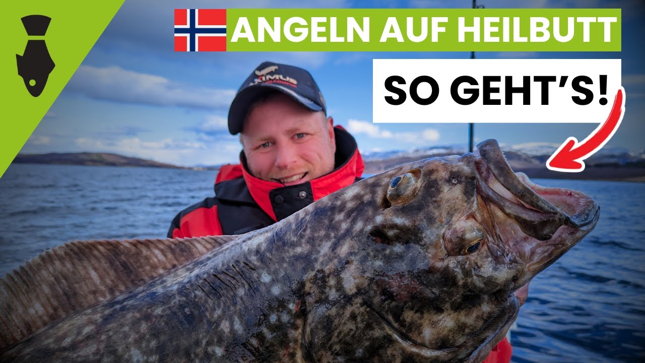 Angeln auf HEILBUTT | So fängst du mit Köderfisch | Angeln in NORWEGEN Saltstraumen - TIPPS