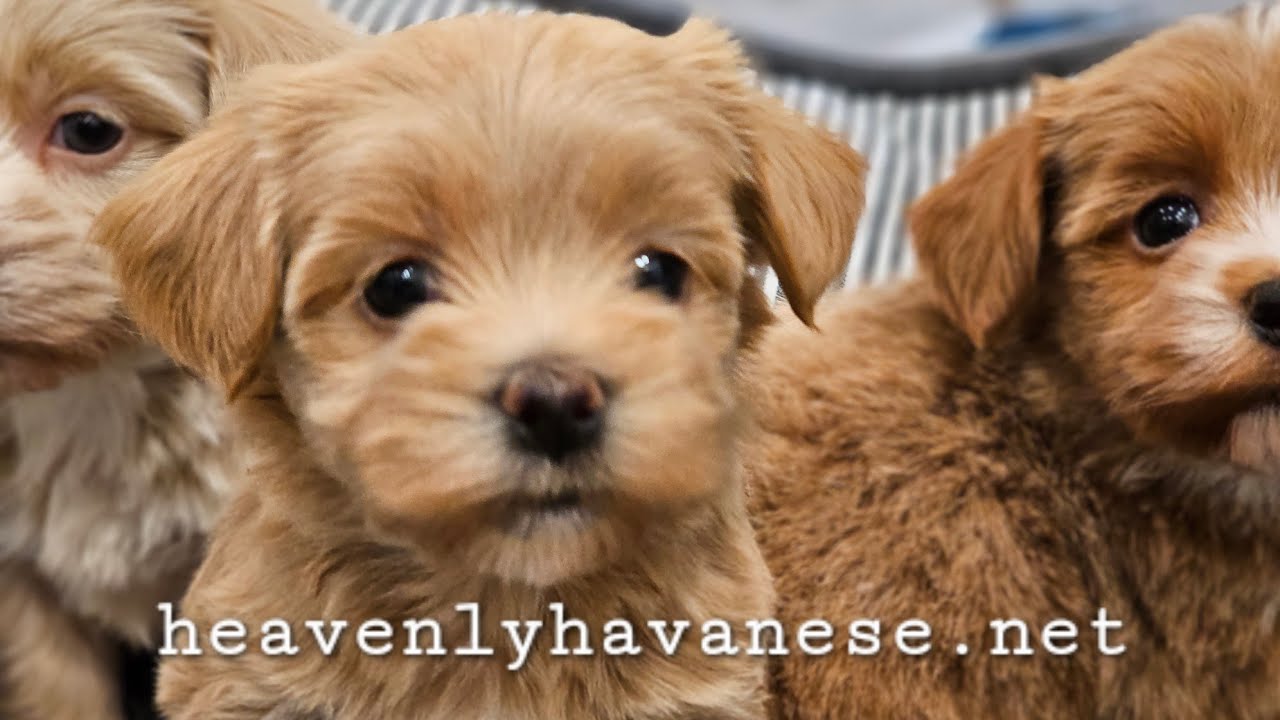 Heavenly Havanese™️™️ Turbo's Absolute Apricots!