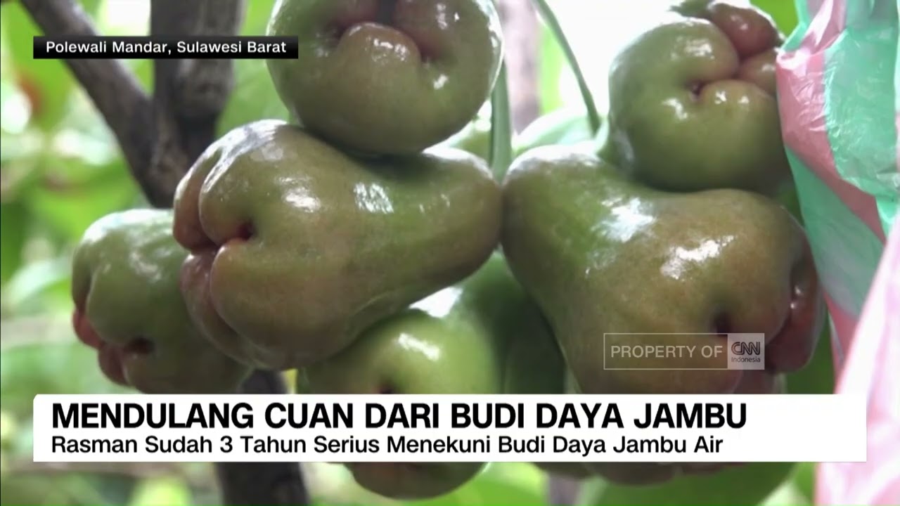 Mendulang Cuan dari Jambu Air
