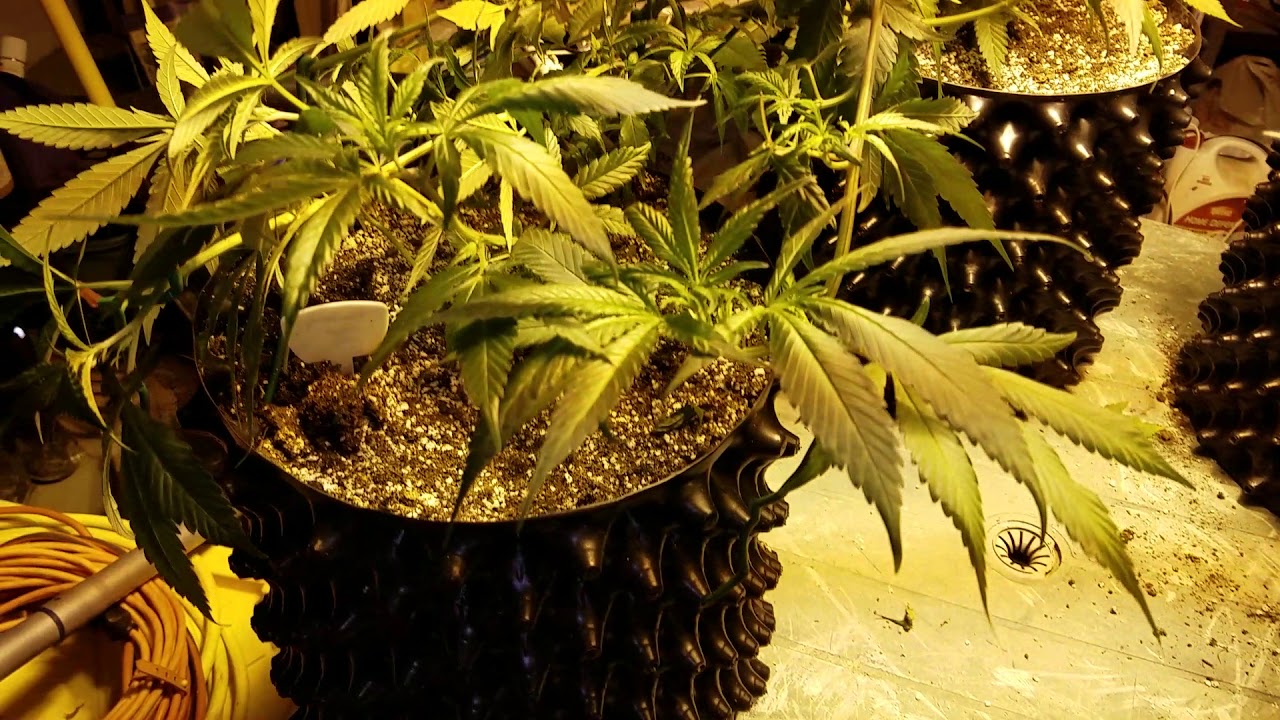 The advantages of LST, bending instead of topping: Cannabis growing for the chronically ill