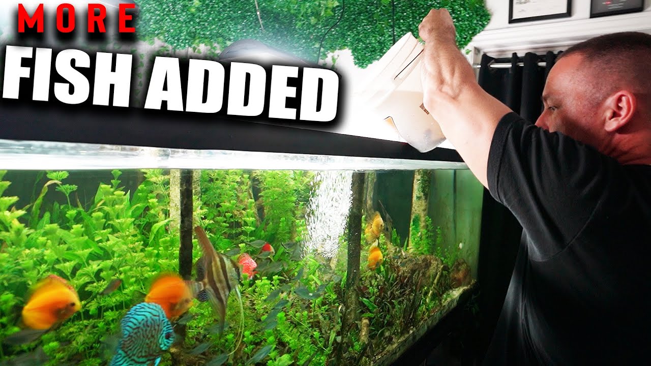 I added more fish to the 700 gallon aquarium that YOU wanted! the king of DIY