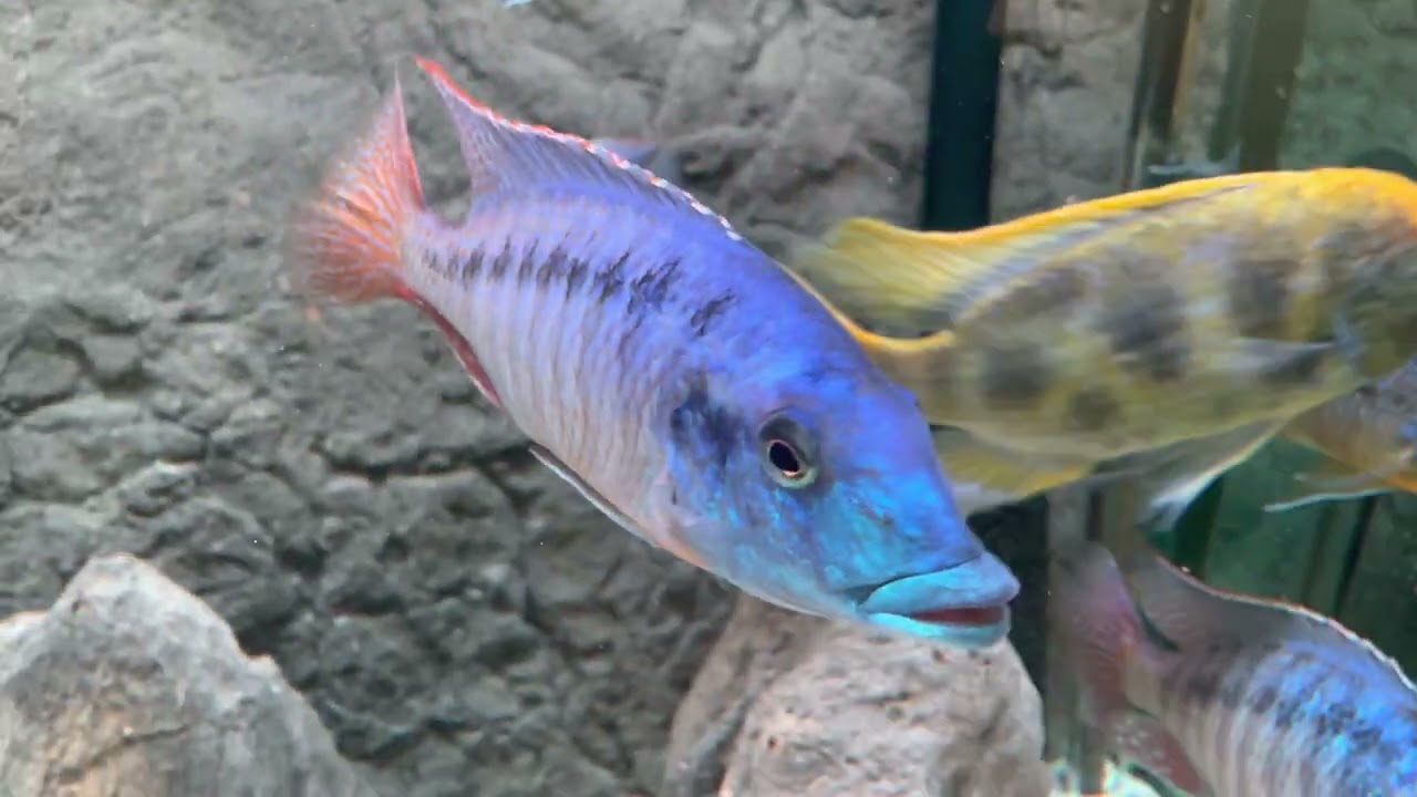 African Cichlids Haplochromis Aquarium update part 1