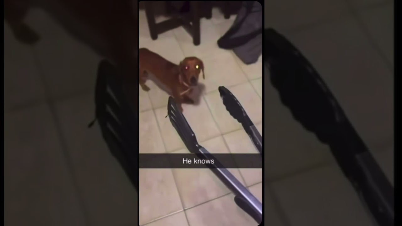 Sausage dogs&hellip; Dachshund edition&hellip; funny